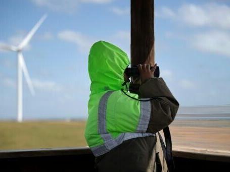 S.Africa seeks to save birds from wind turbine risks